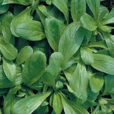 COLTIVAZIONE E DIFESA MICRONATURALE DELLA&nbsp;VALERIANELLA