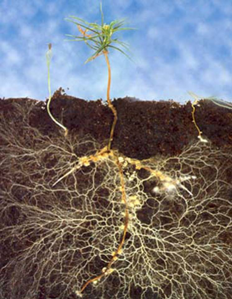 AGRICOLTURA MICRONATURALE: CHE COSA SONO LE MICORRIZE? PERCHÉ LE PIANTE HANNO BISOGNO DI&nbsp;SIMBIOSI?