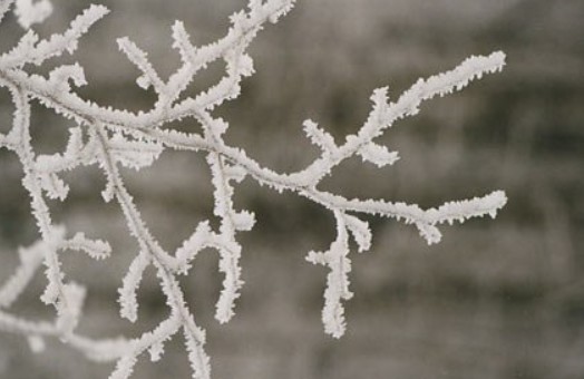 Micronaturale: la difesa dalle gelate nelle piante con la zeolitite a&nbsp;chabasite