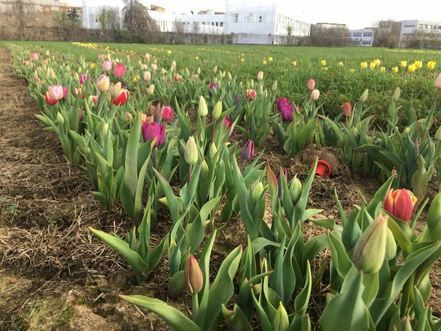 IL DR. PRISA E I MICRORGANISMI A WANDER AND PICK IL GIARDINO CON 200000 TULIPANI A&nbsp;SCANDICCI