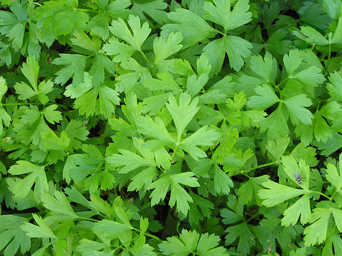 MICRONATURALE®: LA COLTIVAZIONE DEL&nbsp;PREZZEMOLO