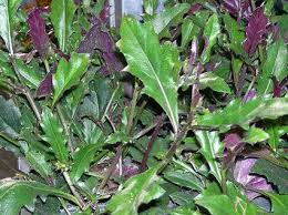 MICRONATURALE: Gynura bicolor o spinacio di&nbsp;Okinawa