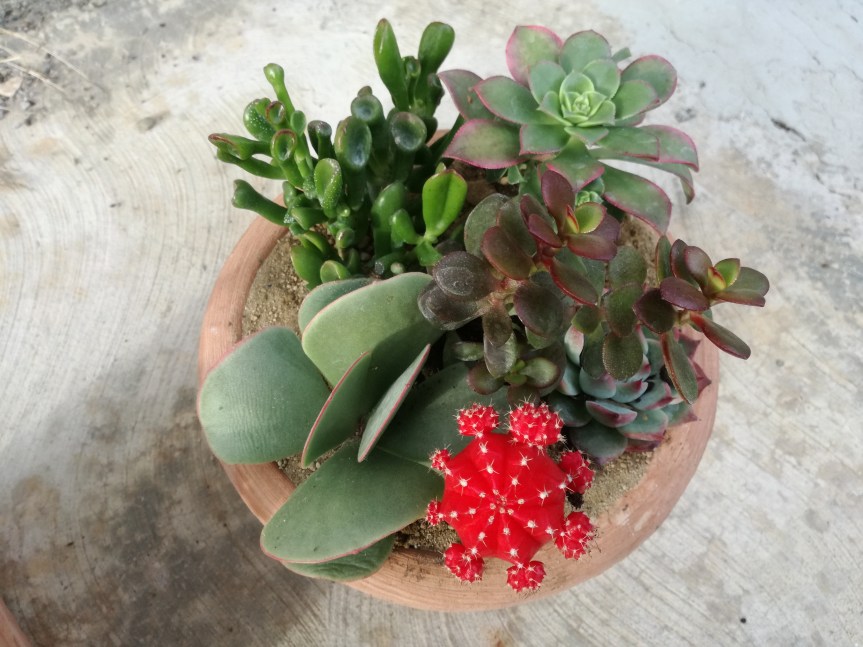 Cactuslandia: l’arte e i colori non hanno mai&nbsp;fine