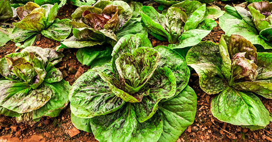 MICRONATURALE: LA COLTIVAZIONE E DIFESA DEL&nbsp;RADICCHIO