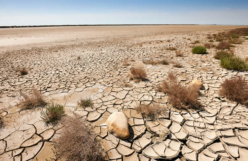 Micronaturale: la microbiologia nei suoli desertici come influenza la vita delle comunità&nbsp;vegetali