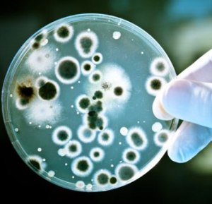 Micronaturale: Methylocella silvestris il Batterio che può combattere il cambiamento&nbsp;climatico