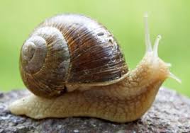 Uso della zeolitite nel controllo Delle&nbsp;chiocciole