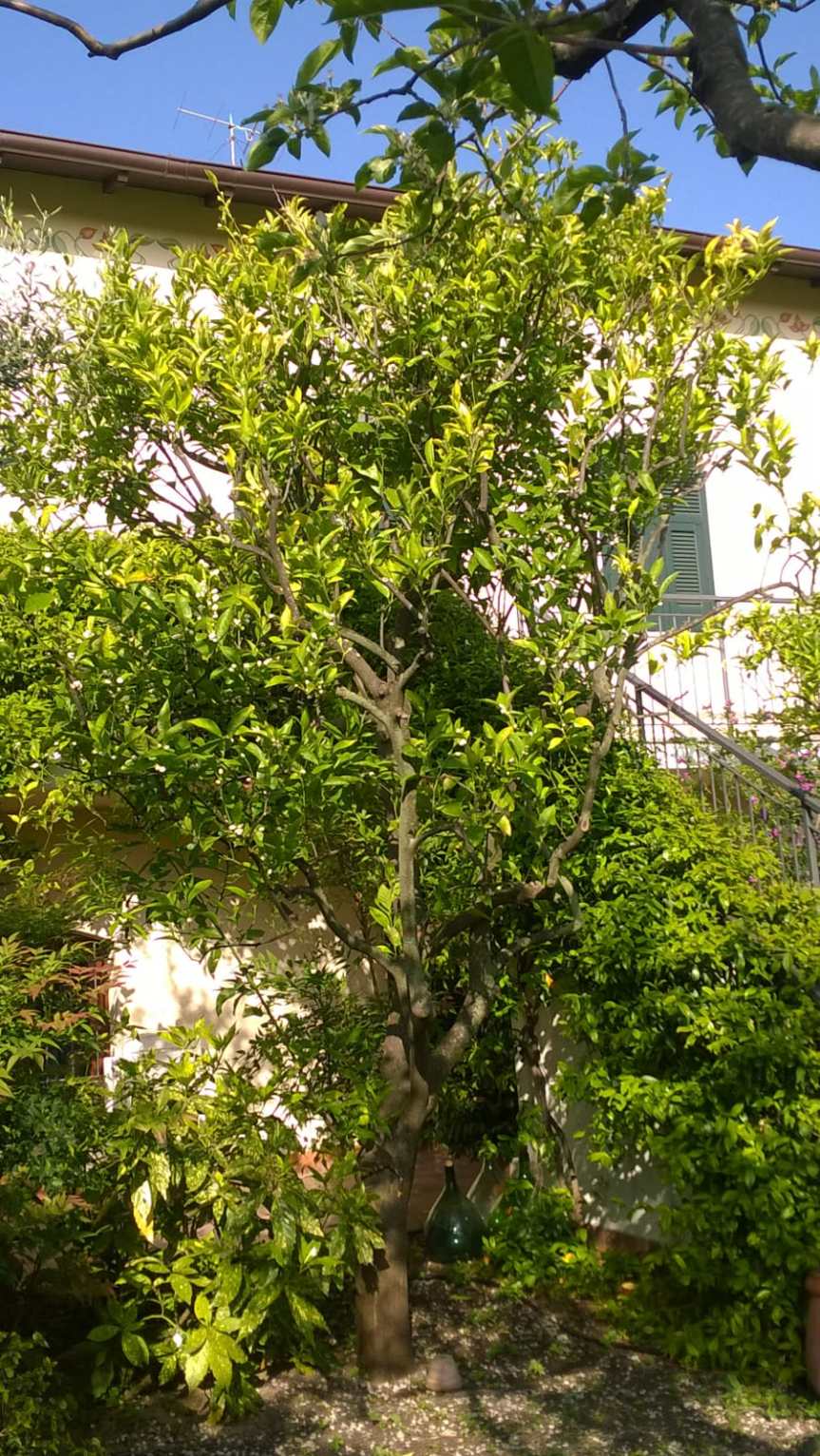 Micronaturale: utilizzo di Gea suolo per la coltivazione degli&nbsp;agrumi.