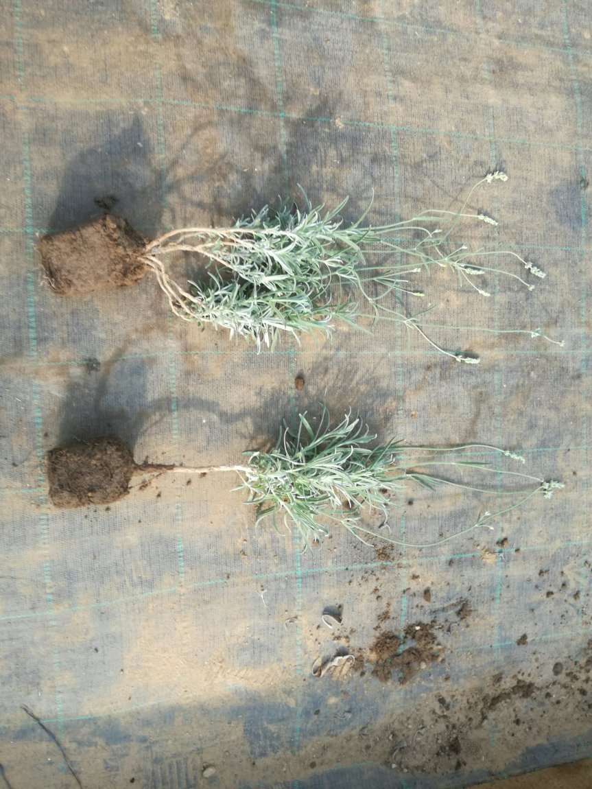 Micronaturale: Tecniche innovative senza chimica di sintesi per la coltivazione di&nbsp;lavanda