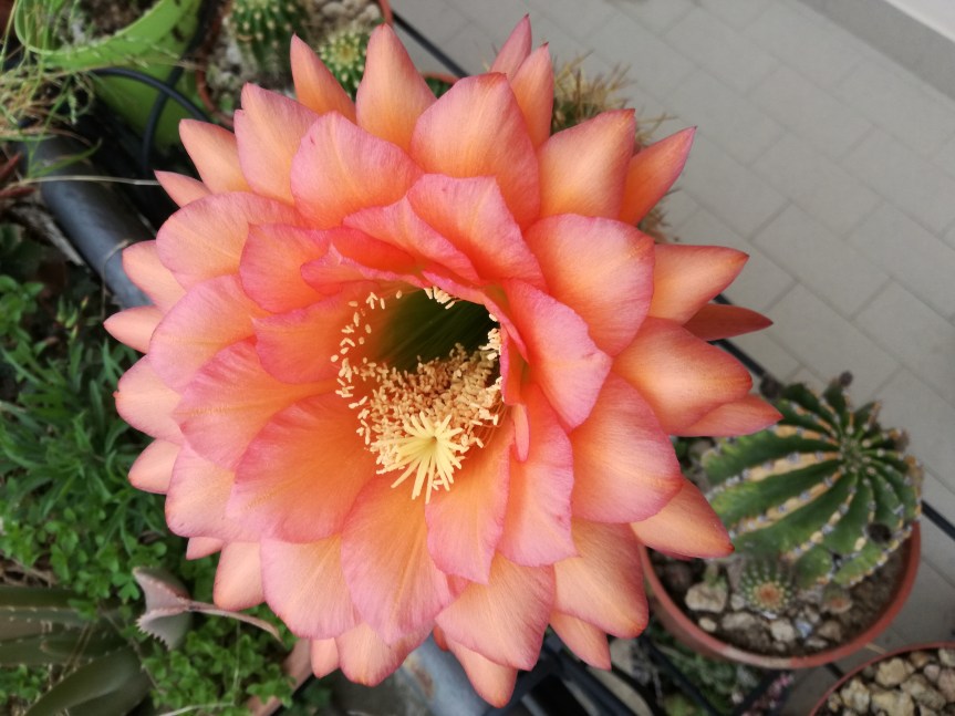 Micronaturale: trattamento microbico di Trichocereus e&nbsp;Echinopsis