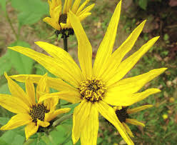 Micronaturale: helianthus tuberosus, il carciofo di&nbsp;Gerusalemme