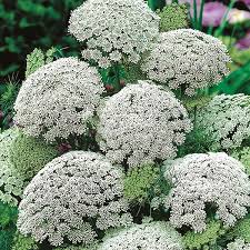 Micronaturale: utilizzo di Ammi&nbsp;Visnaga