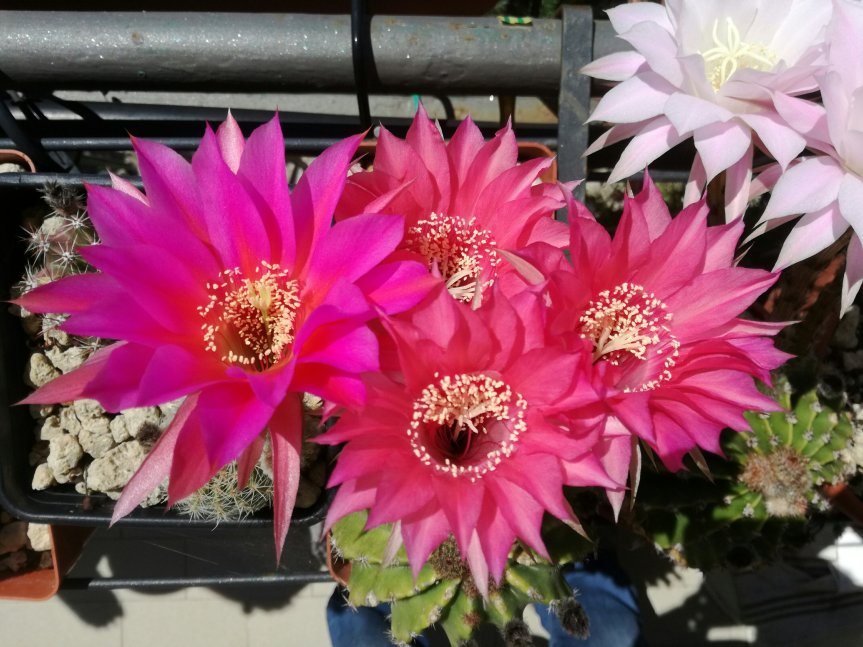 Micronaturale e Symbac per la coltivazione di&nbsp;echinopsis