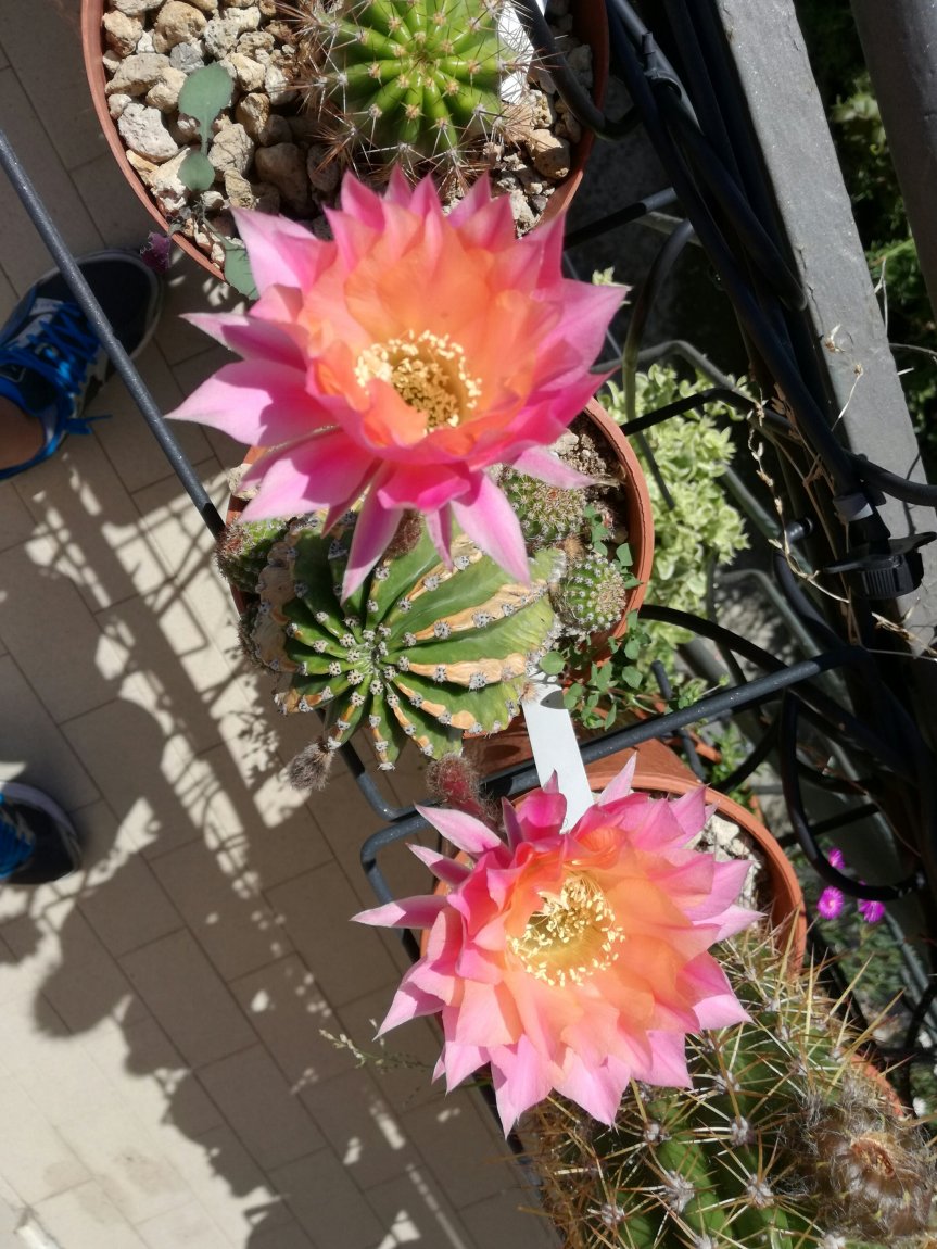 Micronaturale: INDUZIONE DELLE PROFUMAZIONI IN PIANTE DI ECHINOPSIS TRAMITE INOCULAZIONE&nbsp;BATTERICA