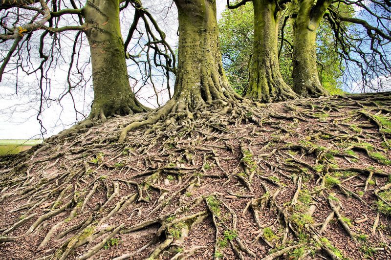 Micronaturale: Un complesso di proteine che regola lo sviluppo dei vegetali consentirà di progettare piante in grado di difendersi meglio da insetti e&nbsp;malattie