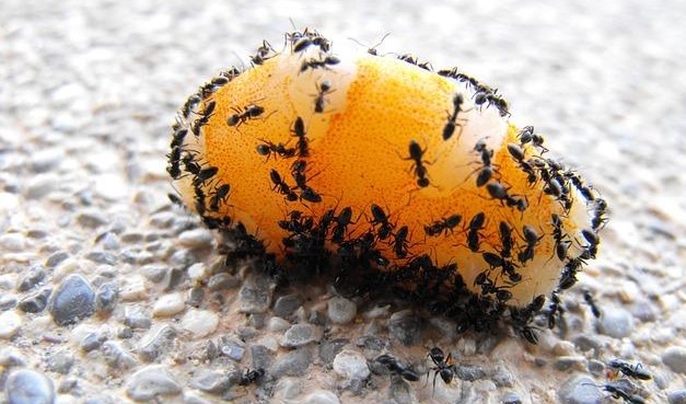 Micronaturale: il controllo Delle formiche con metodi&nbsp;naturali