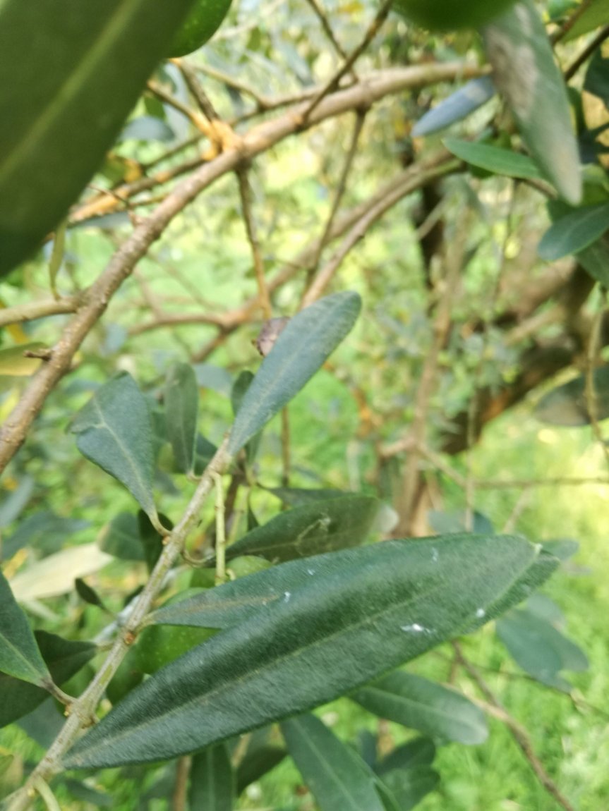 Micronaturale: il disseccamento degli olivi in&nbsp;Veneto