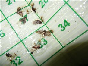 Micronaturale: tecniche d’uso dei&nbsp;feromoni