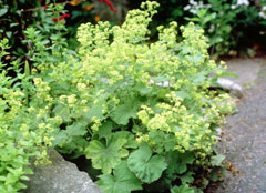 Micronaturale: alchemilla xanthochlora&nbsp;proprietà