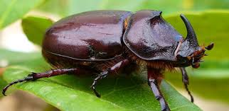 Micronaturale: tecniche d’uso dei regolatori dello sviluppo degli&nbsp;insetti