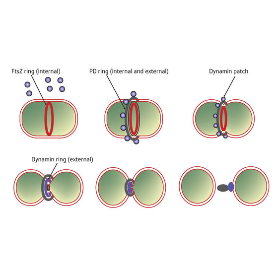 Micronaturale: le proteine fts e la divisione&nbsp;cellulare
