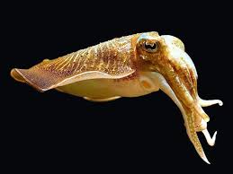 Micronaturale: la seppia bobtail&nbsp;hawaiana