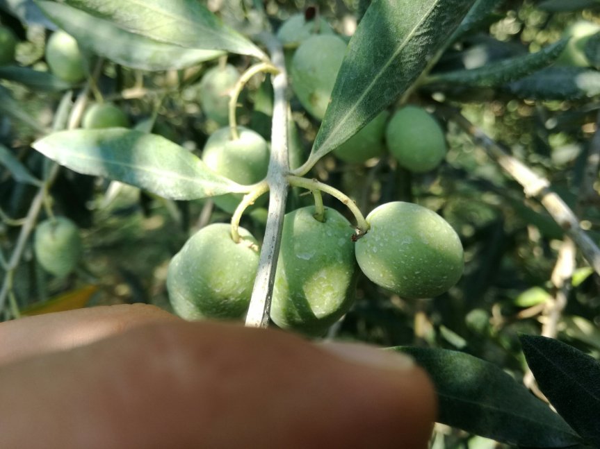 Micronaturale: trattamenti Micronaturale senza prodotti di sintesi su olivo