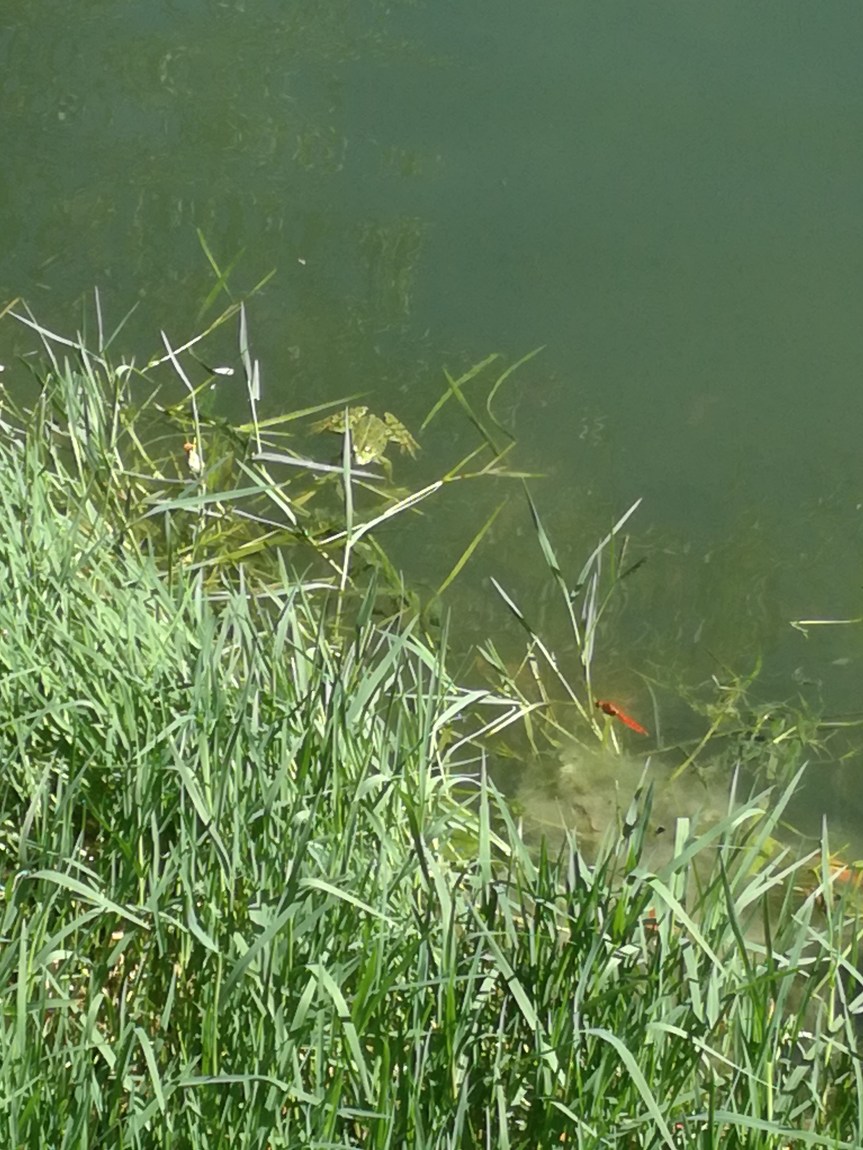 Micronaturale: microrganismi biostimolanti Delle&nbsp;piante