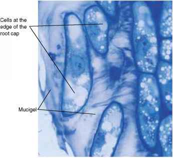 Micronaturale: i composti organici rilasciati dalle&nbsp;radici