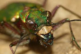 Micronaturale: Cicindela campestris nel controllo degli&nbsp;insetti