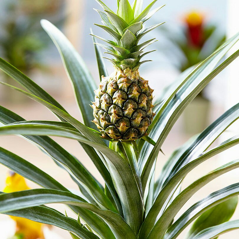 Micronaturale: utilizzo dell’ananas in&nbsp;fitoterapia