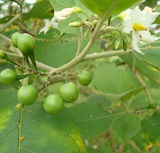 Micronaturale: le proprietà fitoterapiche del solanum torvum o fico del&nbsp;diavolo