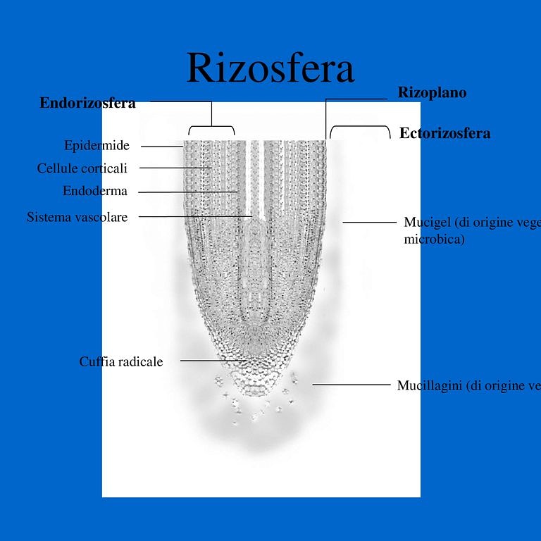 Micronaturale: la lotta biologica con i batteri e i PGPR o plant growth promoting&nbsp;rhizobacteria