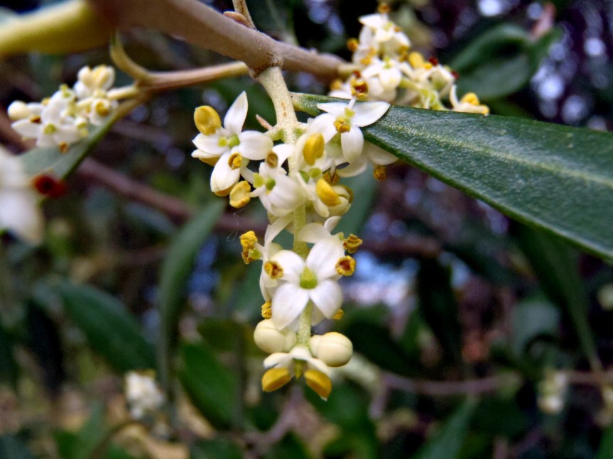 Micronaturale: L’impollinazione e fecondazione dell’olivo