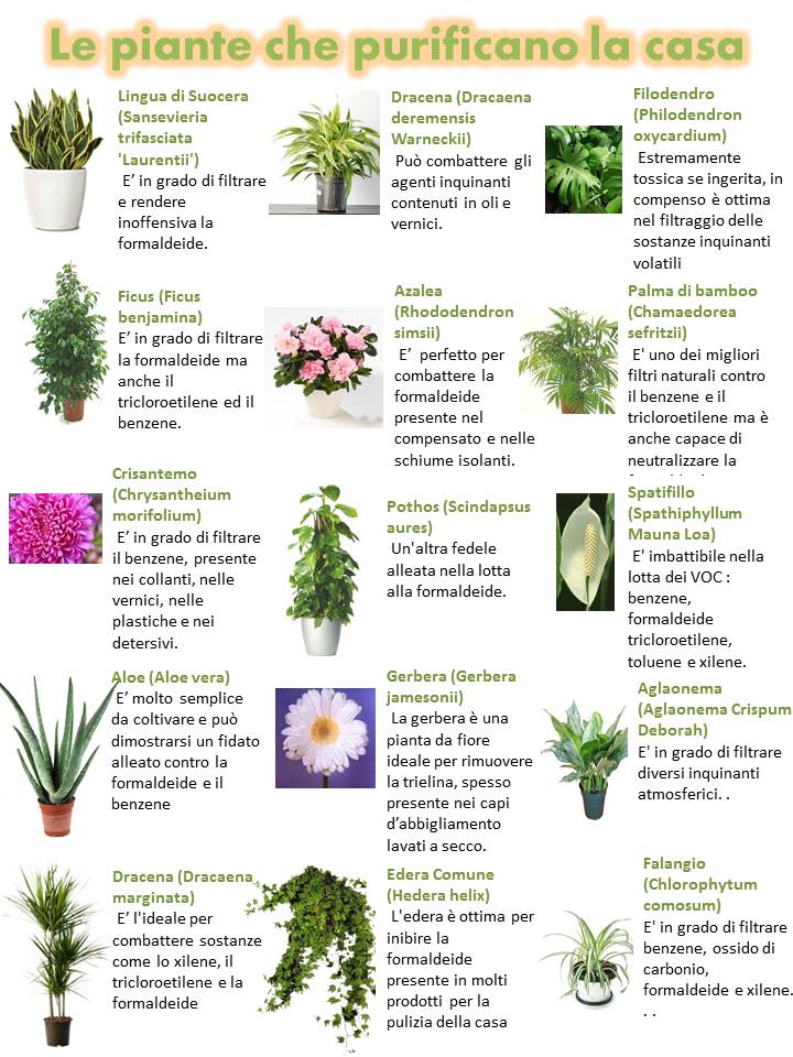 Micronaturale: Come mantenere salubre l’aria degli ambienti interni con le piante e i Microrganismi del suolo La sindrome dell’edificio insalubre