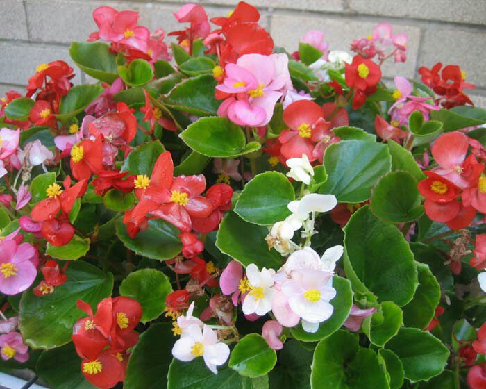 Micronaturale: LA COLTIVAZIONE DI BEGONIA SEMPERFLORENS (BRASILE) CON TECNICHE&nbsp;INNOVATIVE