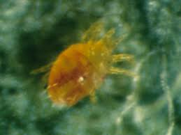 Micronaturale: utilizzo di Zetzellia mali Ewing in lotta&nbsp;biologica