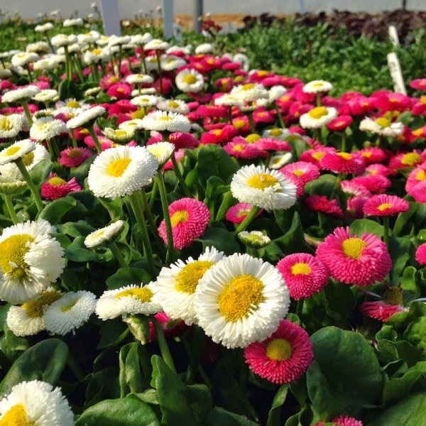La coltivazione MICRONATURALE di Bellis&nbsp;perennis