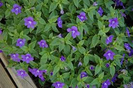 La coltivazione MICRONATURALE di&nbsp;Browallia