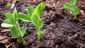 Micronaturale: Le attinorrize