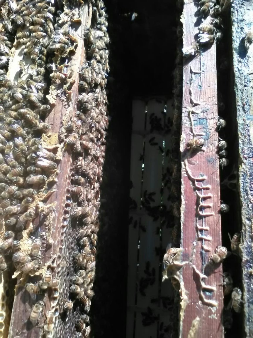 Apicoltura Micronaturale: perché perseguire un modo diverso di fare&nbsp;apicoltura