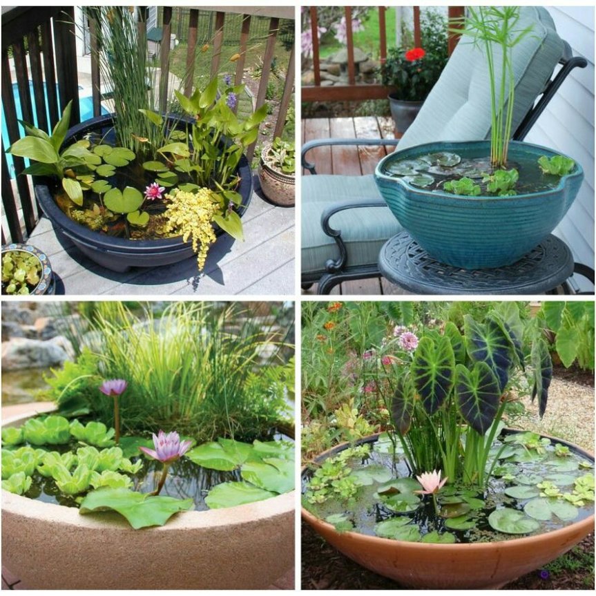 Micronaturale: Le piante acquatiche e&nbsp;palustri