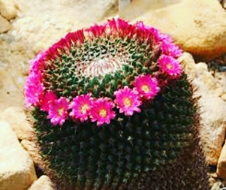 Micronaturale: CHE COS’È UNA PIANTA&nbsp;GRASSA?