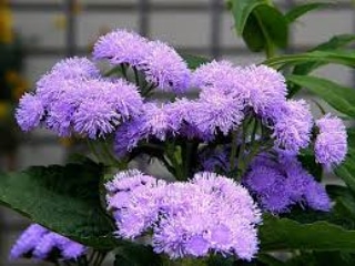La coltivazione MICRONATURALE di Ageratum&nbsp;houstonianum