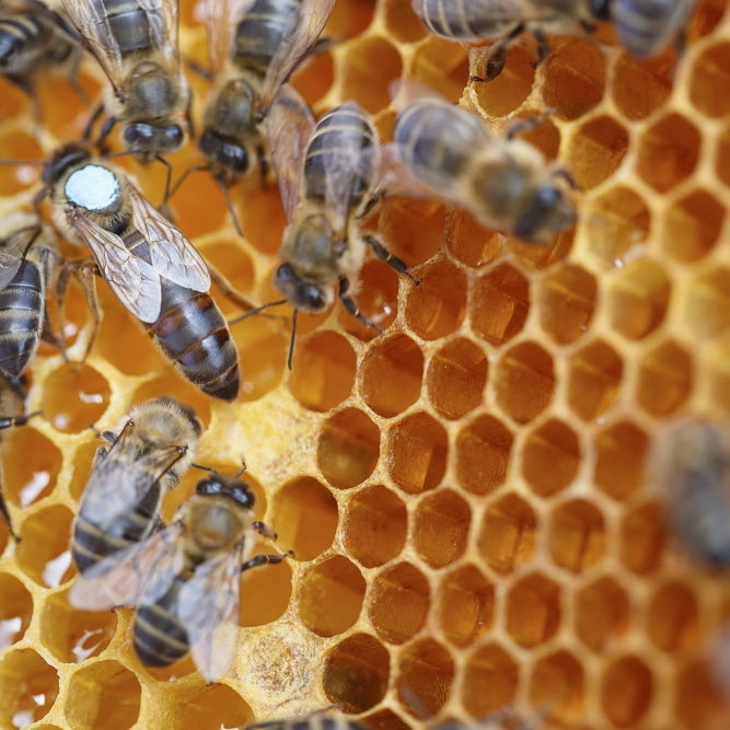 Micronaturale: L’ ape&nbsp;sicula