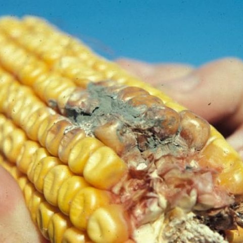 Micronaturale: utilizzo Delle zeolititi e agenti per il controllo di afla e&nbsp;micotossine