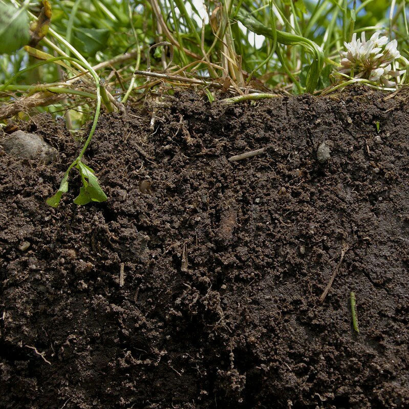 Micronaturale: Gli ammendanti organici nel controllo delle malattie delle&nbsp;piante