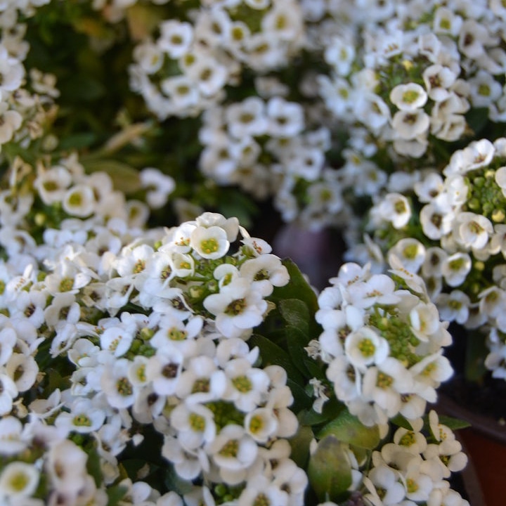 La coltivazione MICRONATURALE di Alyssum&nbsp;maritimum