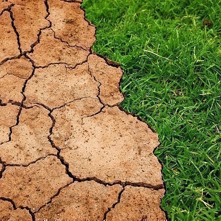 Micronaturale: i batteri