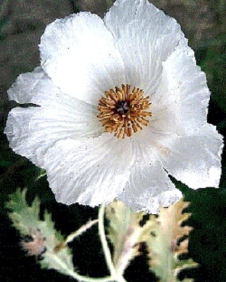 La coltivazione MICRONATURALE di Argemone&nbsp;grandiflora